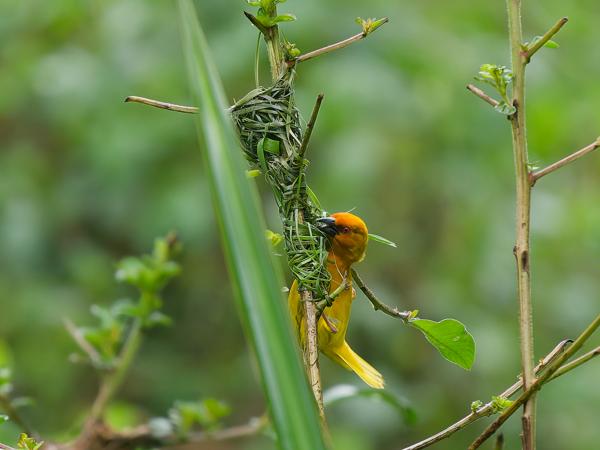 <h3><a href="/trips/tanzania/biota/animalia/chordata/aves/040 passeriformes/114 ploceidae/ploceus subaureus/ploceus subaureus-nl.html">Ploceus&nbsp;subaureus</a> / Eastern&nbsp;golden&nbsp;weaver / Goudwever</h3>OM-1 Mark II met OLYMPUS M.150-400mm F4.5, 1/250 sec  bij F4.5, ISO 2000, afstand 20.1&nbsp;m